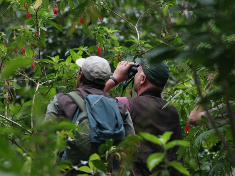 Avistamiento de aves